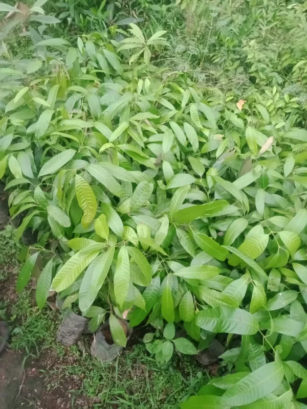 Bibit mangga segala jenis